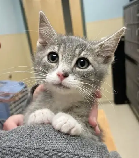 Smudge
