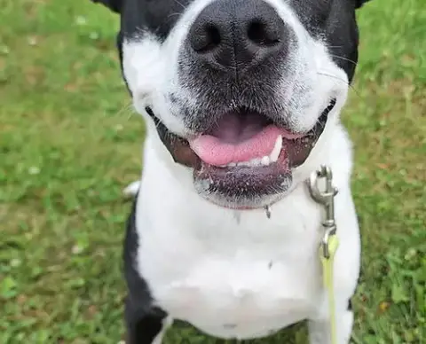 Josie