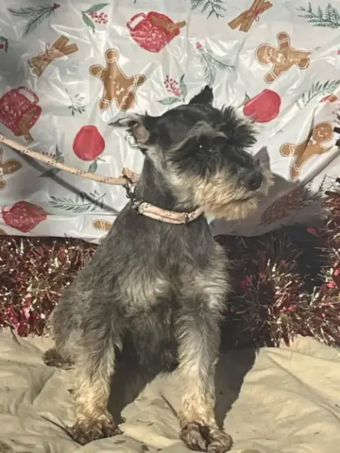 Violet/ Mini 6Lbs