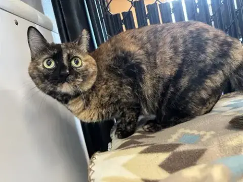 Pepper