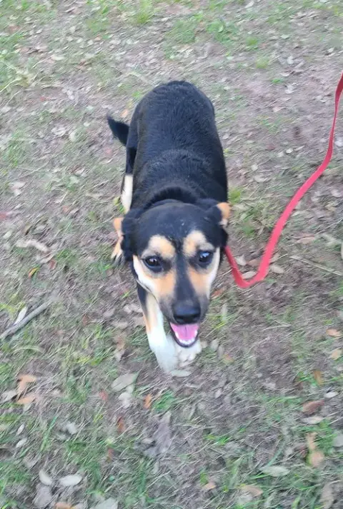 Fetch photo 3