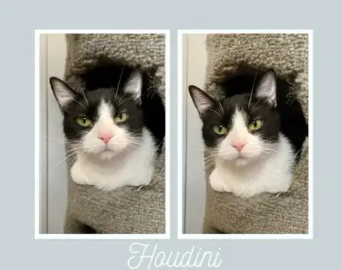 Houdini- Long Term 8*13*25 photo 2