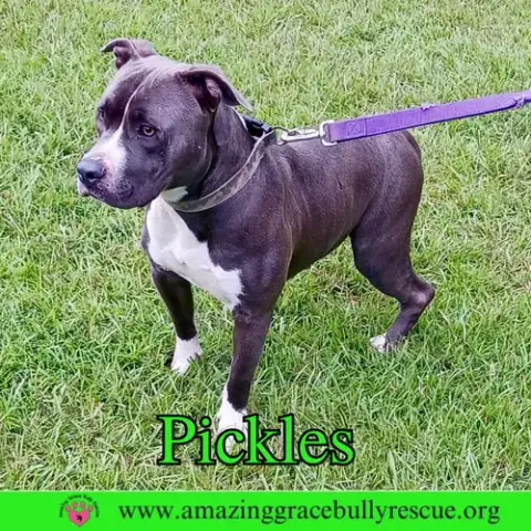 Pickles photo 2