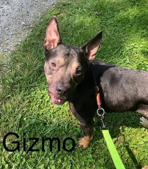 Gizmo photo 2