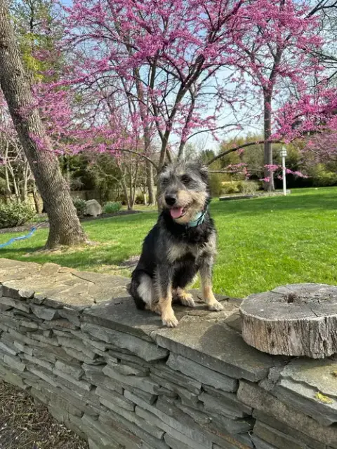 Susie photo 2