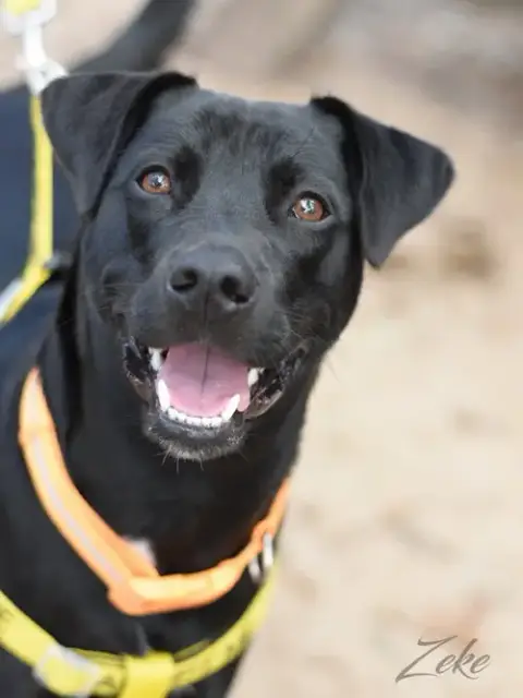 Zeke photo 2