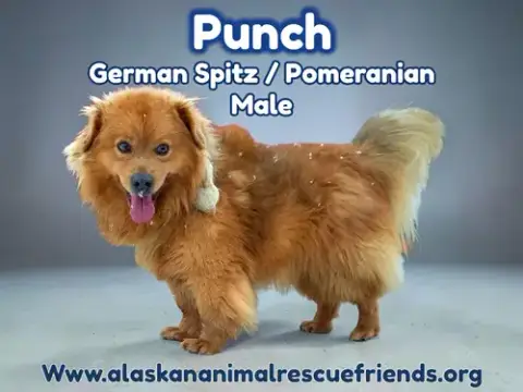 Punch
