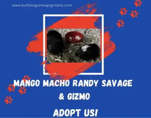 Mango Macho Man Randy Savage And Gizmo photo 2