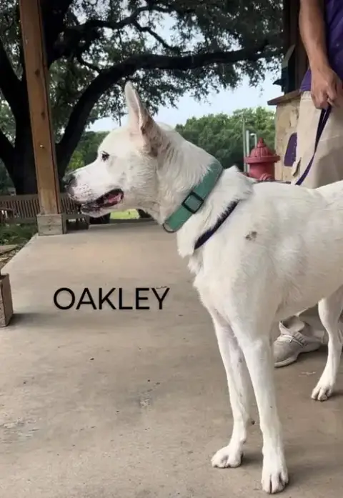 Oakley photo 4
