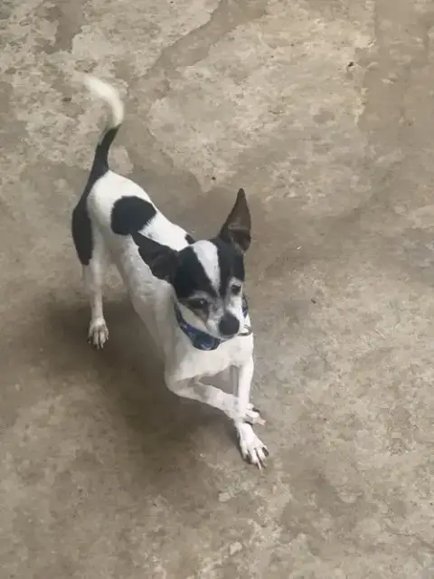Rebel