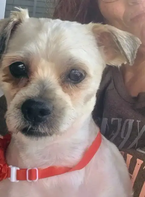 Shih Tzu Ace photo 2