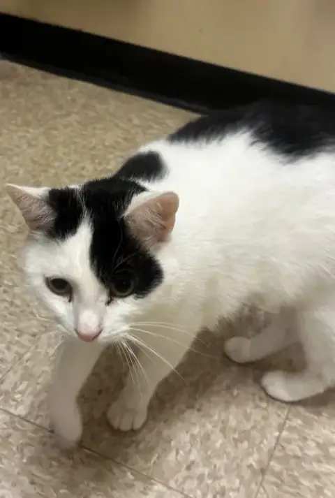 Patches-Purring Sidekick! photo 2