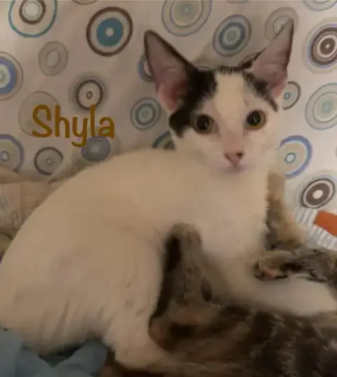 Shyla photo 5