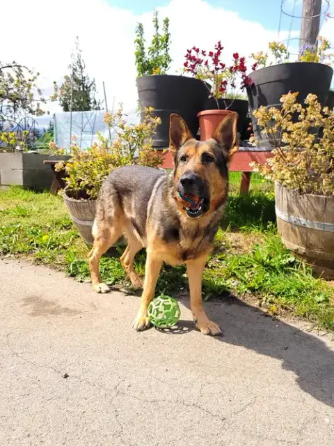 Brody