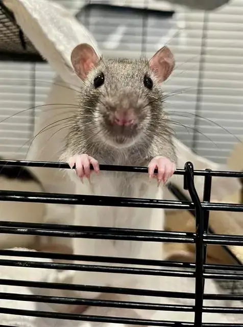 Theodore