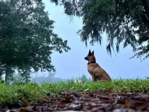 Handsome