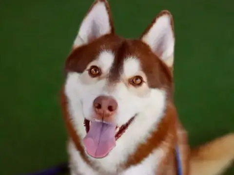 Timber
