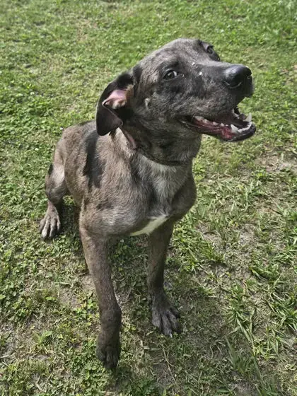 Dominic-Playful Goof