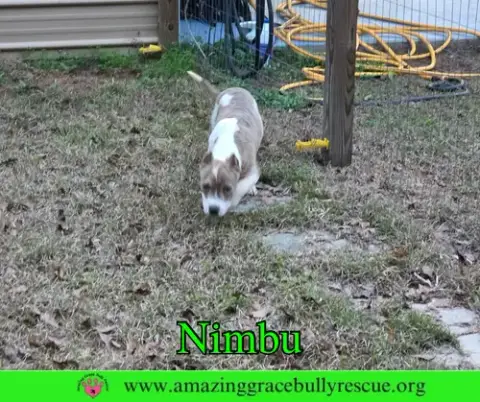 Nimbu photo 4