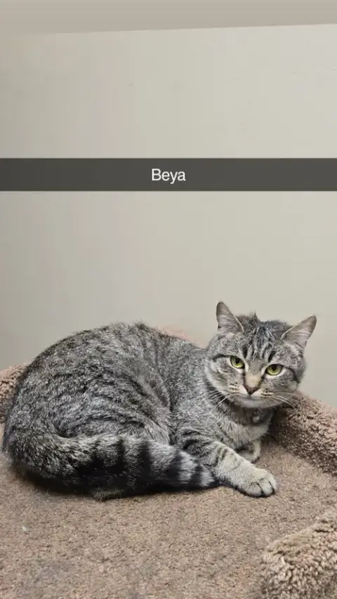 Beya