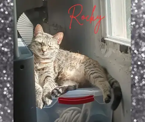 Roxi photo 3