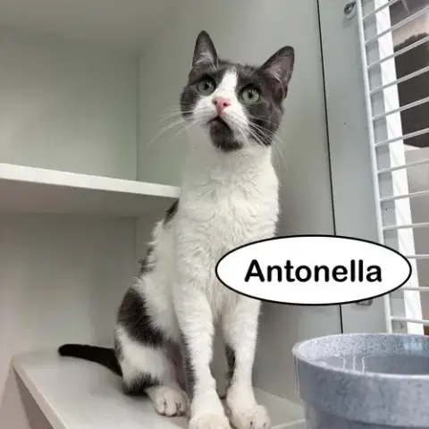 Antonella photo 3