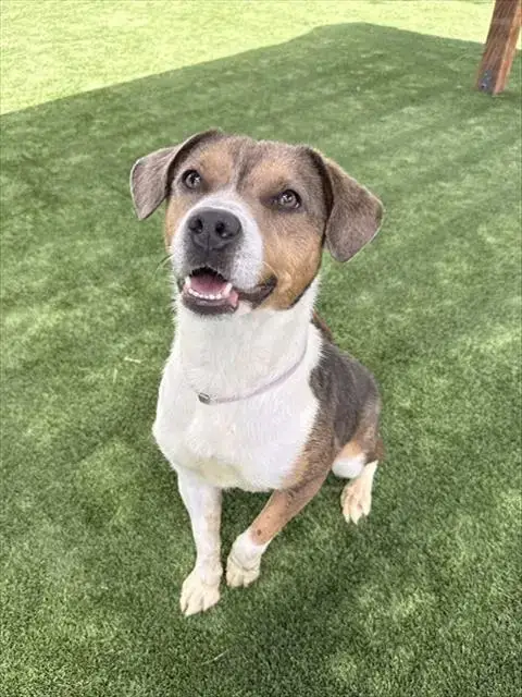 Astro