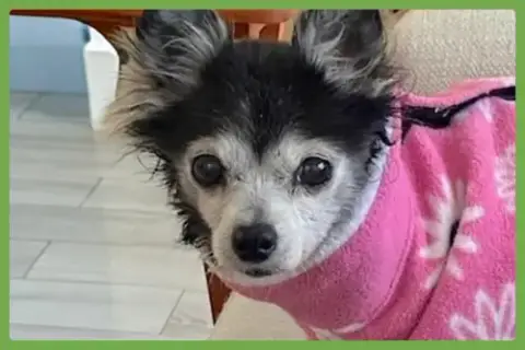 Penny