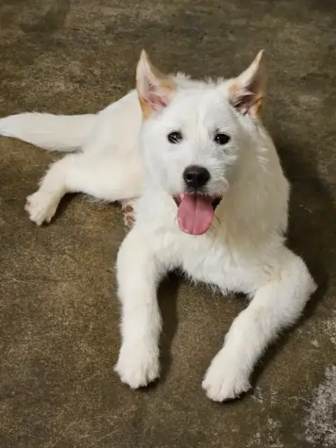 Jaerong