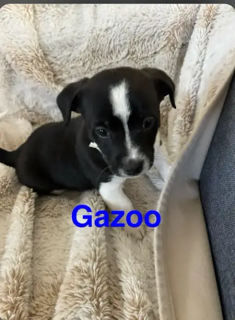 Gazoo photo 3
