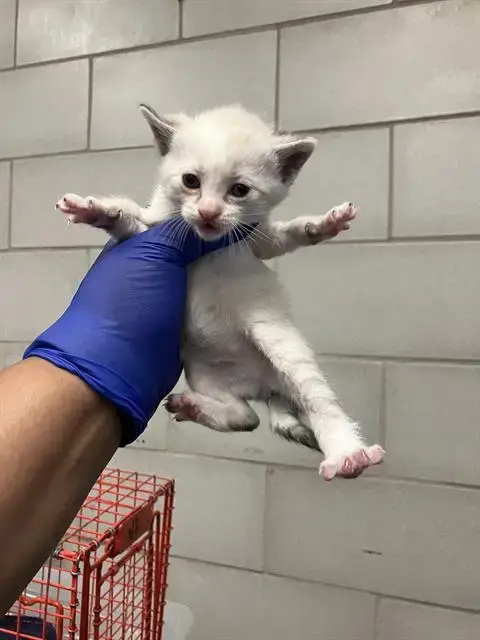 Swirl