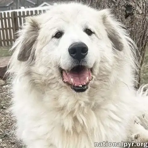 Jonas In Pa