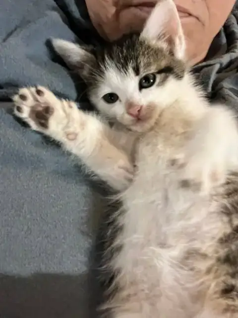Momma Jinx'S Amd 2 Babies photo 4