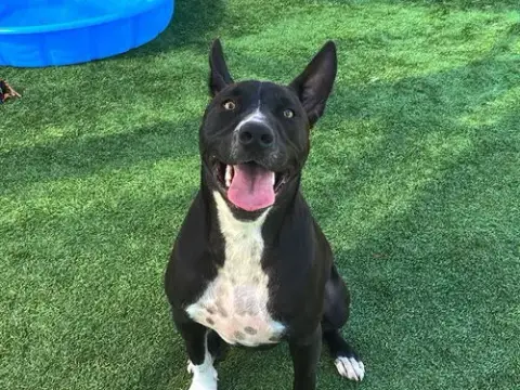Louie