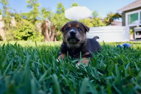 Teddy photo 3