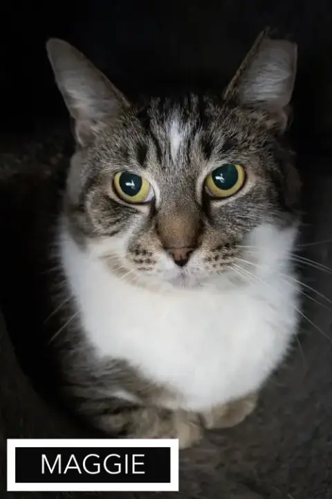 Maggie: Barn Cat photo 2