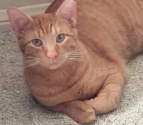 Sweet Peach #Bonded-To-Frankie photo 2