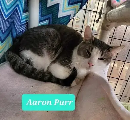 Aaron Purr
