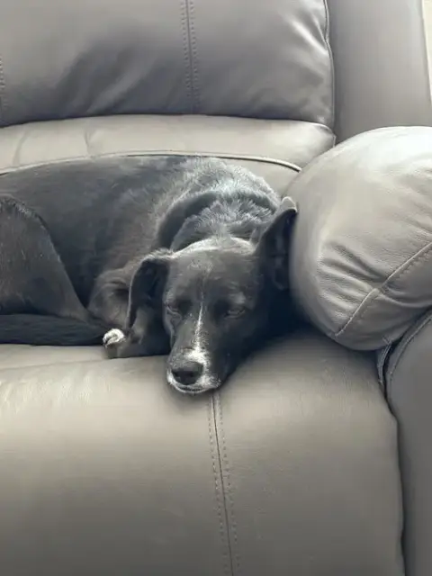 Hazel photo 3