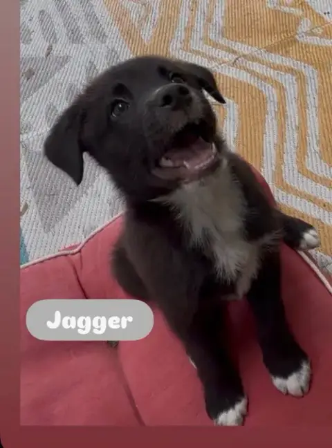 Jagger photo 2
