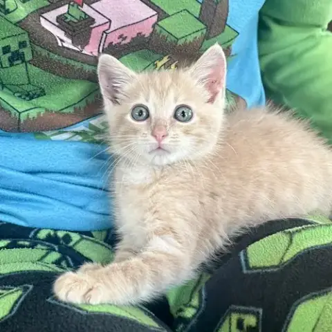 Jeff