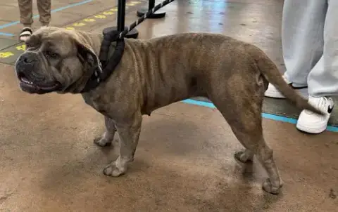 Chula