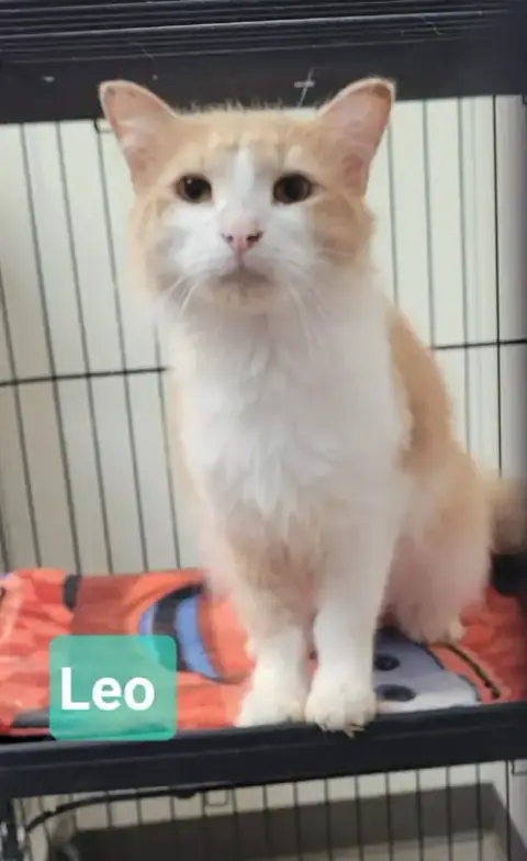 Leo photo 2