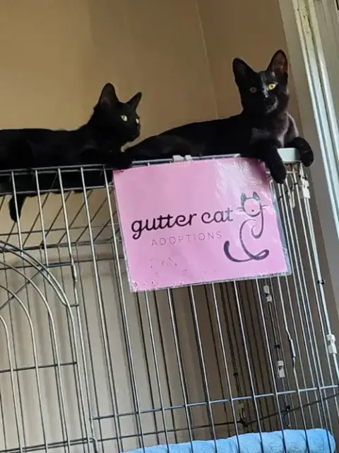 Binx photo 4
