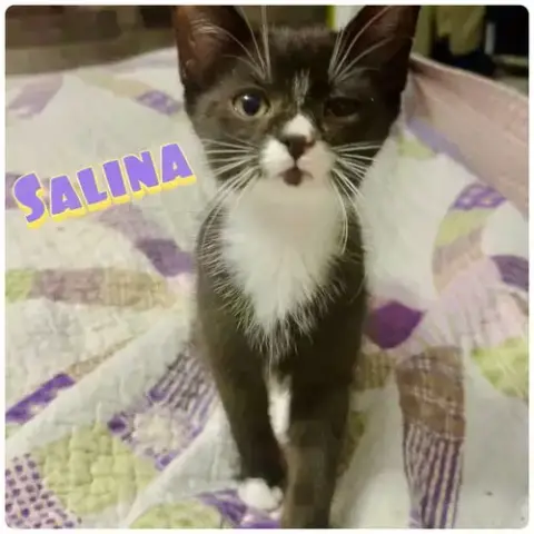 S Litter Of Kittens