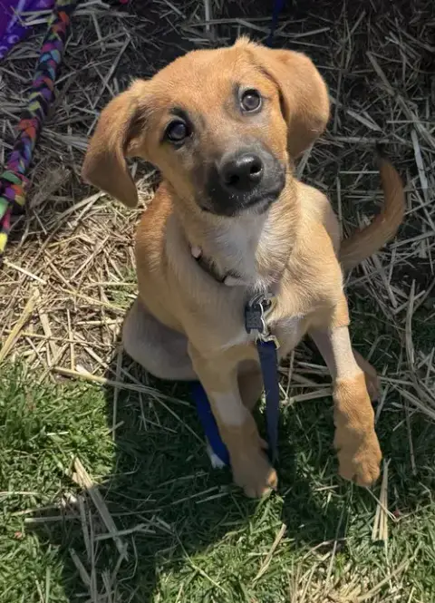 Hera