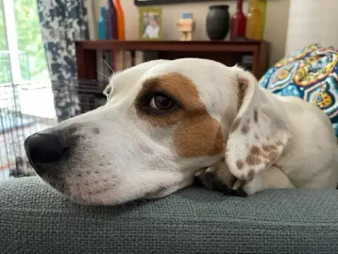 Poppy photo 5