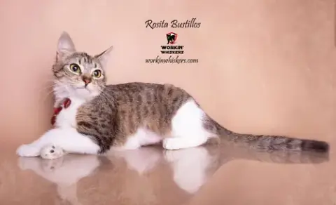 Rosita Bustillos photo 5