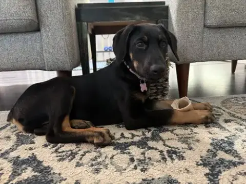 Vada