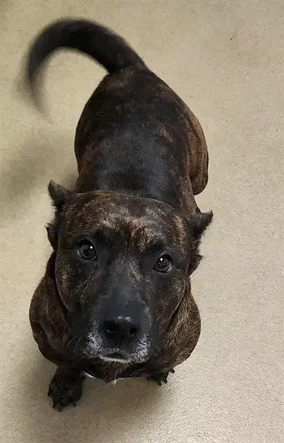 Bulldog Bat